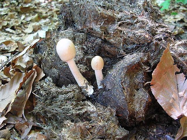 La Flora fungina negli aspetti microclimatici subtropicali